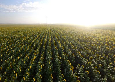 Drone Mapping of Sunflower Field